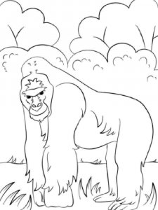 Gorilla coloring page - picture 4