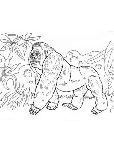 Gorilla coloring page - picture 6