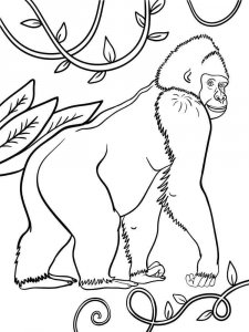 Gorilla coloring page - picture 7