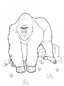 Gorilla coloring page - picture 9