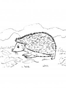 Hedgehog Coloring Pages 41
