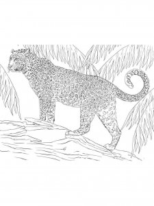 Jaguar coloring page - picture 11