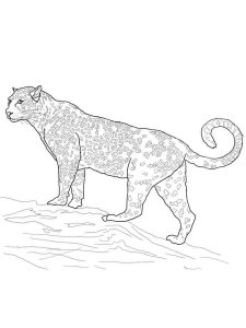 Jaguar coloring page - picture 13