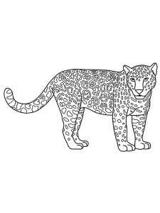 Jaguar coloring page - picture 3
