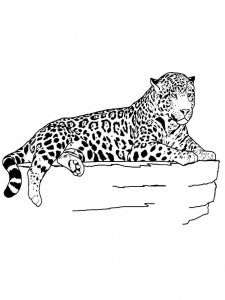Jaguar coloring page - picture 6