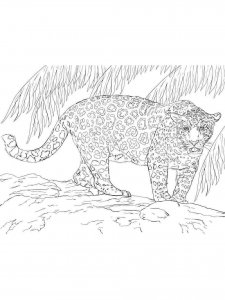 Jaguar coloring page - picture 9