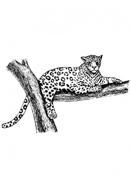 Jaguar coloring pages