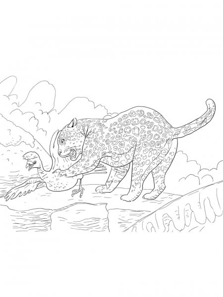 Jaguar coloring pages