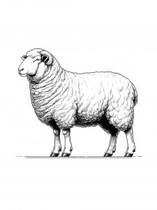 Lamb Coloring Pages 38