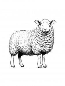 Lamb Coloring Pages 48