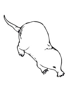 Mole coloring page - picture 4