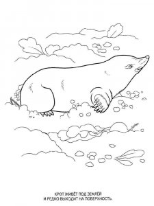 Mole coloring page - picture 8