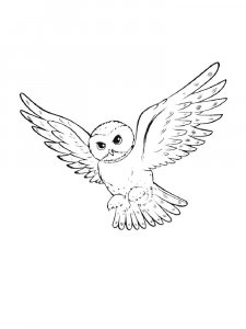 Coloring Pages Animals Owl 23