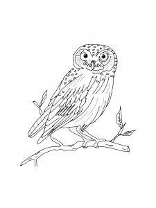 Coloring Pages Animals Owl 24