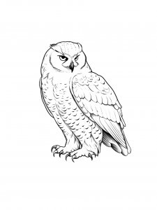 Coloring Pages Animals Owl 30