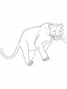Panther coloring page - picture 13