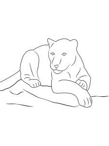 Panther coloring page - picture 16