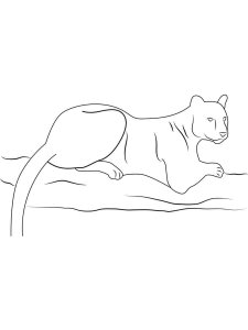 Panther coloring page - picture 5