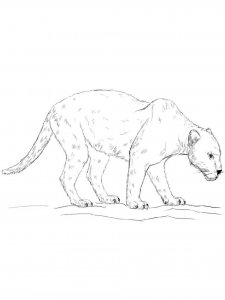 Panther coloring page - picture 8