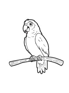 Parrot Coloring Pages 23
