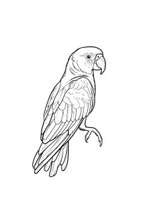 Parrot Coloring Pages 28