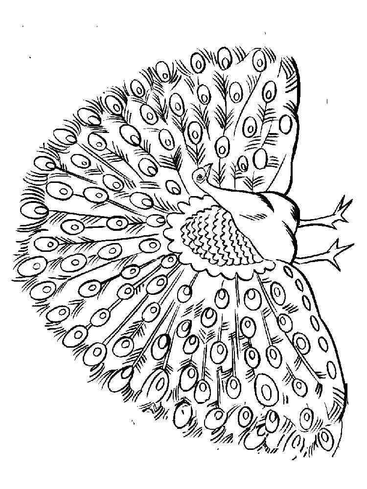 peacock-coloring-pages-download-and-print-peacock-coloring-pages