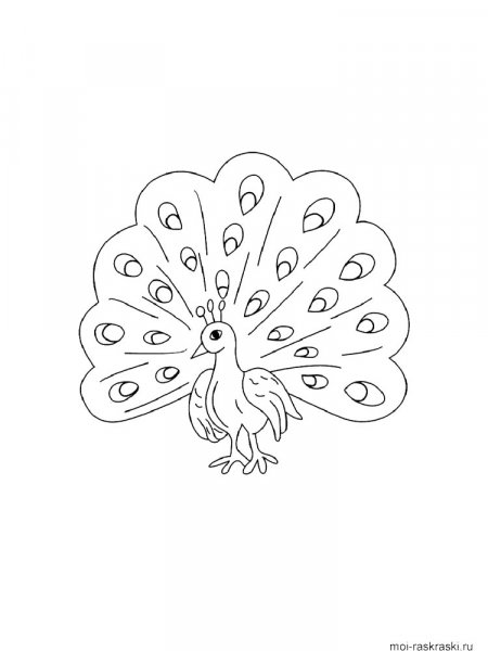 Peacock coloring pages. Download and print peacock coloring pages