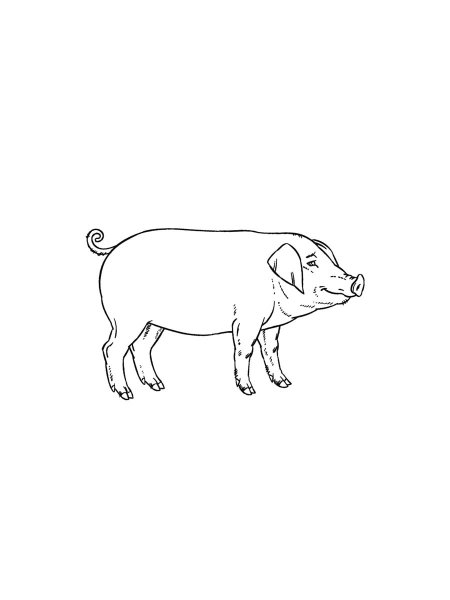 Pig coloring pages