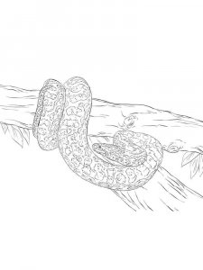 Python coloring page - picture 12