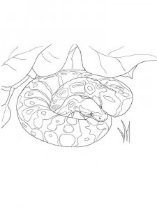 Python coloring page - picture 6
