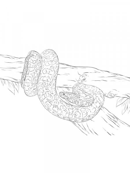 Python coloring pages