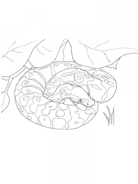 Python coloring pages