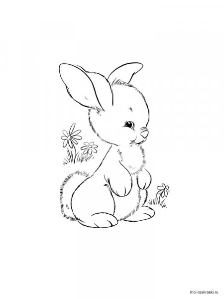 Rabbits coloring pages