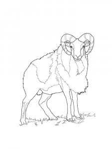 ram coloring page - picture 13