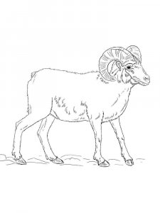 ram coloring page - picture 5