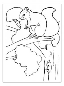 Squirrel Coloring Pages 84