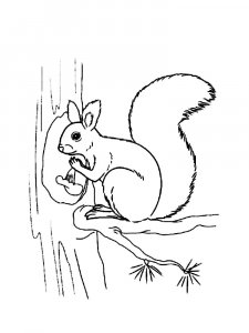 Squirrel Coloring Pages 86