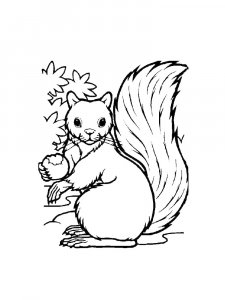 Squirrel Coloring Pages 90
