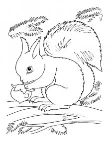 Squirrel Coloring Pages 93