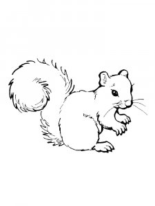 Squirrel Coloring Pages 97