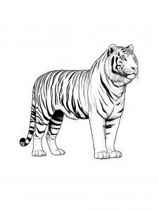 Tiger coloring page - picture 42