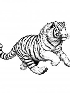 Tiger Coloring Pages 48
