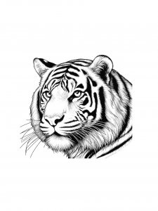 Tiger Coloring Pages 57