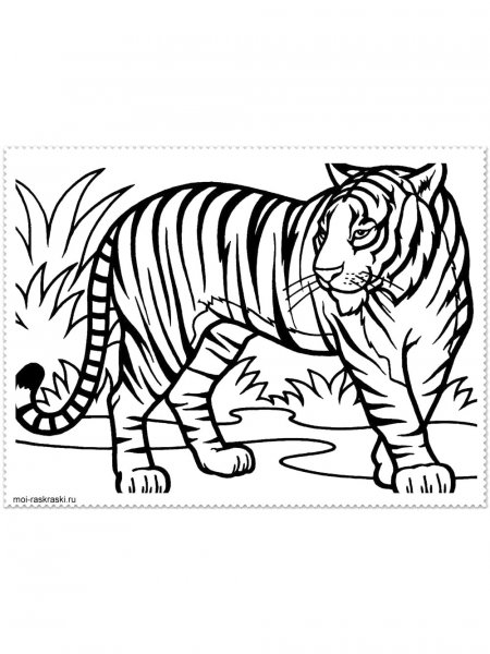 Tiger coloring pages