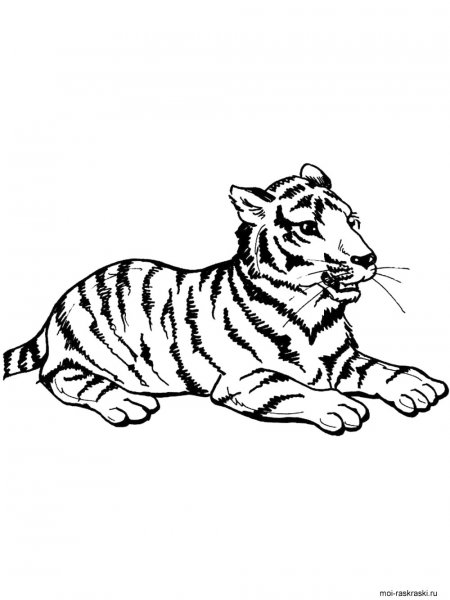 Tiger coloring pages