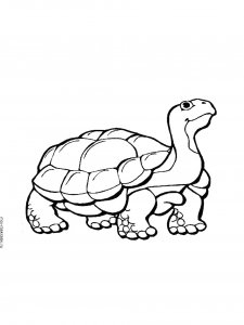 Turtle coloring page - picture 36