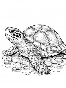 Turtle Coloring Pages 58