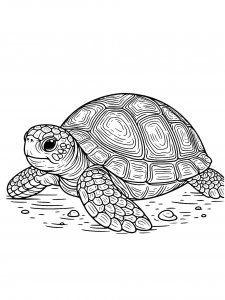 Turtle Coloring Pages 60
