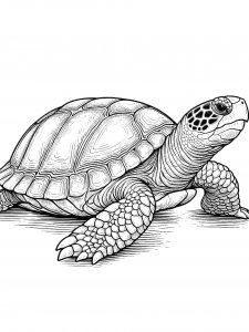 Turtle Coloring Pages 65