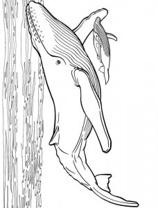 Whale coloring page - picture 22